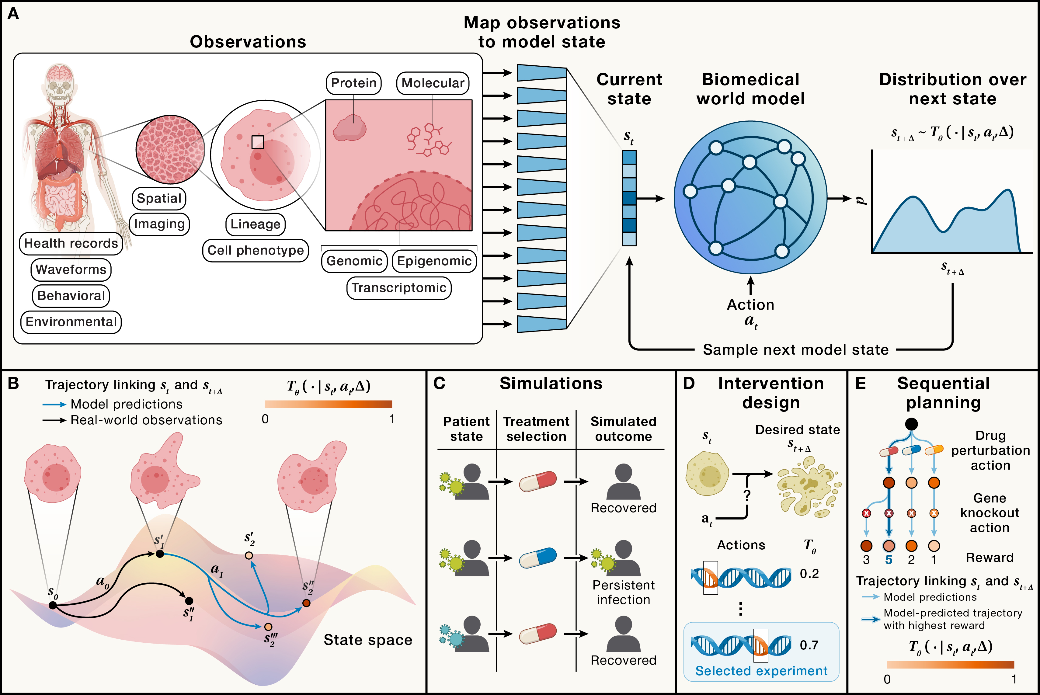 World models for biomedicine